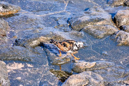 Un Pluvier kentish adulte oiseau d'eau près d'une plage de rochers