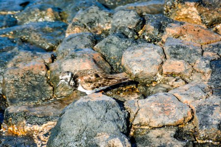 Un pájaro acuático adulto Kentish Plover cerca de una playa de roca