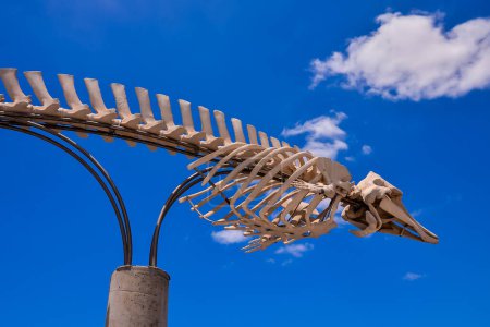 Imagen del esqueleto de mamífero de ballena seca