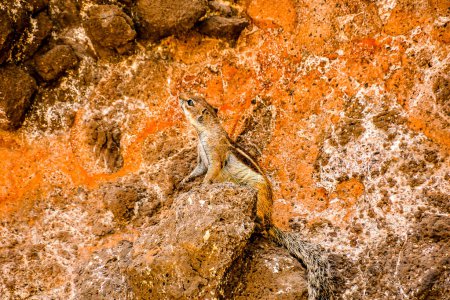 Barbary Ground Squirrel Atlantoxerus Getulus on the Spanish Island Fuerteventura