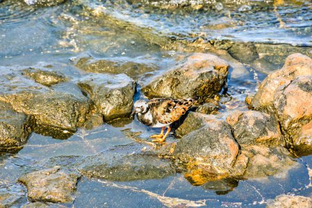 Un pájaro acuático adulto Kentish Plover cerca de una playa de roca
