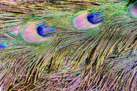 A close up of a peacock's feathers, which are vibrant and colorful. The feathers are spread out and appear to be in a natural setting, possibly in a forest or a field