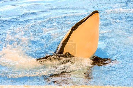 Una ballena está nadando en una piscina con la cabeza saliendo del agua