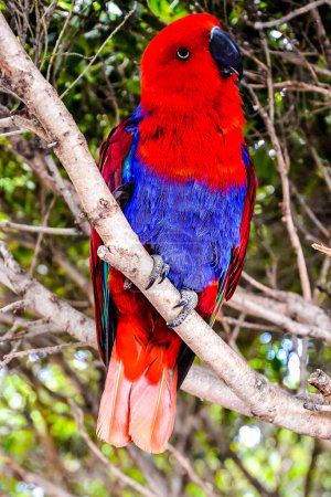Un oiseau coloré perché sur une branche d'arbre. L'oiseau est rouge et bleu. L'image a une humeur lumineuse et joyeuse