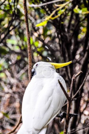A white bird with a yellow beak is perched on a branch. The bird is looking down at the ground