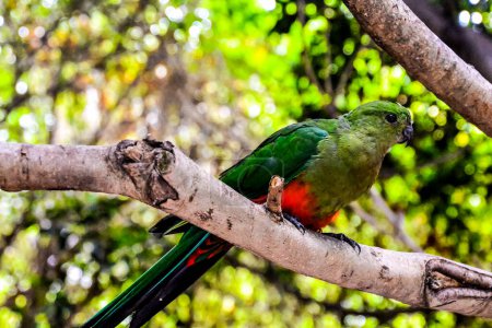 A green and red parrot is perched on a tree branch. The bird is looking down at the camera
