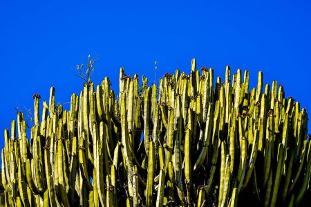 A tall cactus plant with many spines and a blue sky in the background. The plant is full of life and he is thriving in the sunlight