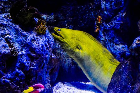 Un poisson jaune nage dans un aquarium avec un fond bleu. Le poisson est entouré de rochers et d'autres poissons
