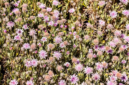 Un campo de flores rosadas con algunas manchas marrones. Las flores están dispersas por todo el campo y son de varios tamaños. La escena es pacífica y serena, ya que las flores están en plena floración