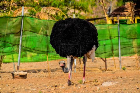 A black and white ostrich is walking through a green fence. The ostrich is the main focus of the image, and the green fence serves as a backdrop. Concept of curiosity and wonder