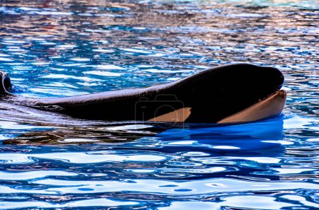 Ein schwarz-weißer Wal schwimmt im Ozean. Das Wasser ist blau und der Himmel ist im Hintergrund