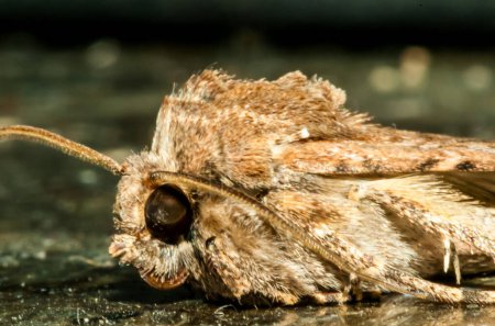 A moth is laying on the ground with its head down. The moth is brown and fuzzy