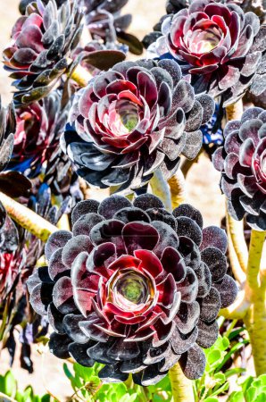 A bunch of black flowers with red centers. The flowers are clustered together and are very close to each other