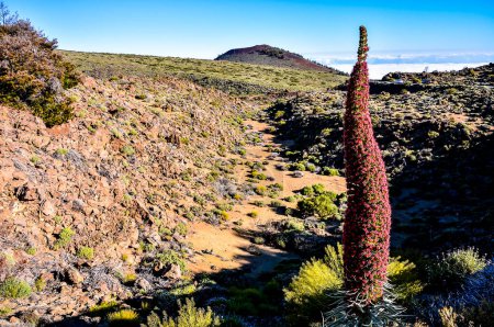 A tall plant with red flowers stands in a field of brown dirt. The plant is surrounded by rocks and there is a path leading to it. The scene is peaceful and serene