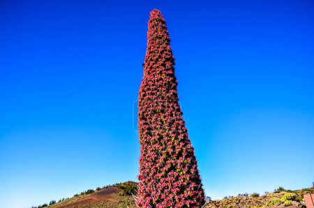 A tall red flowery plant with a blue sky in the background. The plant is tall and has many flowers on it