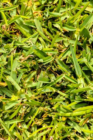 Eine Nahaufnahme von einem Fleck Gras mit einigen braunen Flecken. Das Gras ist grün und die braunen Flecken sind im ganzen Feld verstreut