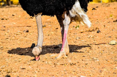Ein schwarz-weißer Strauß mit rosa Bein. Das Bein ist gebeugt und der Vogel frisst