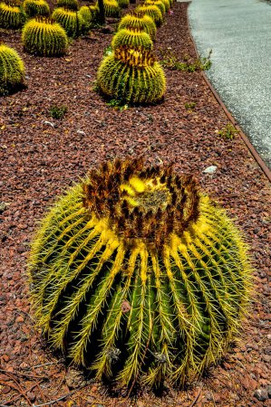 Un gros cactus jaune avec des taches brunes se trouve sur un gravier rouge. Le cactus est entouré d'autres cactus, créant une atmosphère désertique
