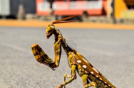 Foto de un insecto mantis color marrón en el suelo