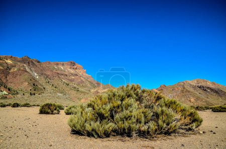 A small tree is growing in a desert. The sky is clear and blue. The desert is barren and rocky
