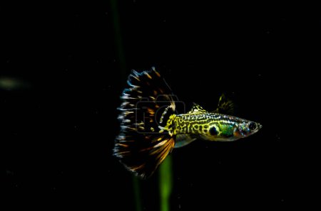 A fish with a long tail is swimming in a dark tank. The fish is surrounded by green plants and he is the only living creature in the tank