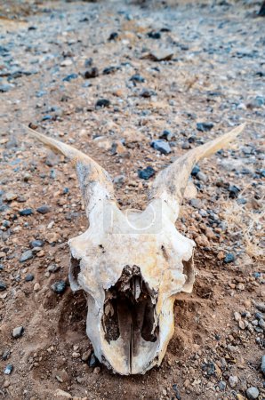 Trockener Ziegenschädel in der Felsenwüste Kanarische Inseln Spanien
