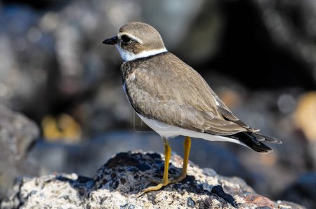 Un petit oiseau se tient sur un rocher. L'oiseau est brun et blanc. La roche est grise et a une texture rugueuse, image réelle