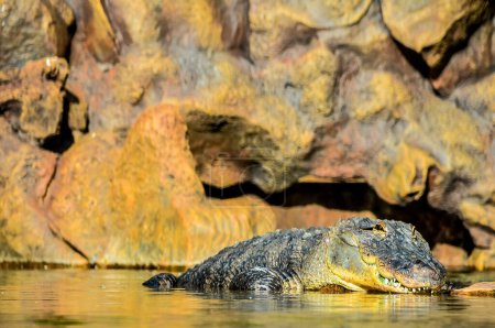 A crocodile is swimming in a pond. The water is murky and the rocks around the pond are brown, real image