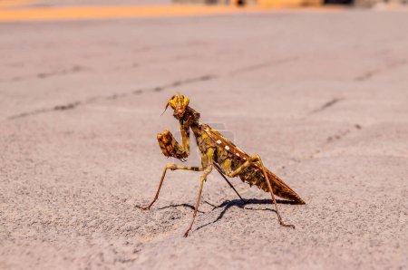 Un gran insecto marrón y blanco está caminando por el suelo, imagen real