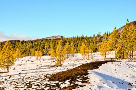 Ein verschneites Feld mit Bäumen im Hintergrund. Der Himmel ist klar und blau. Die Bäume sind kahl und gelb, echtes Bild