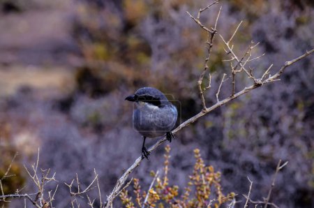A bird is perched on a branch in a field. The bird is small and gray. The field is barren and dry, with no other birds visible. Scene is quiet and peaceful, real image