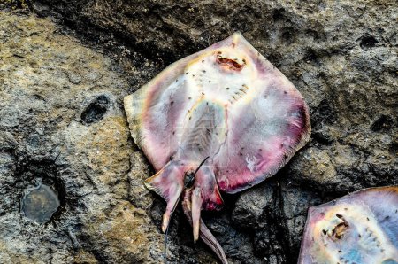 A dead stingray laying on a rock. The stingray is pink and has a black tail, real image