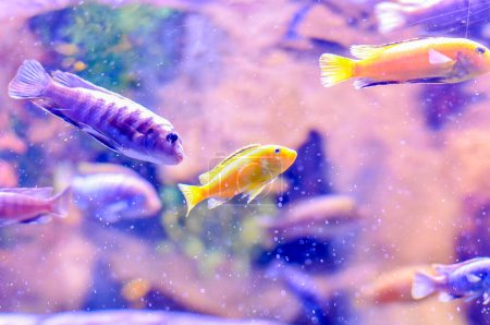 A group of fish in a tank, one of which is yellow. The fish are swimming around and interacting with each other, real image