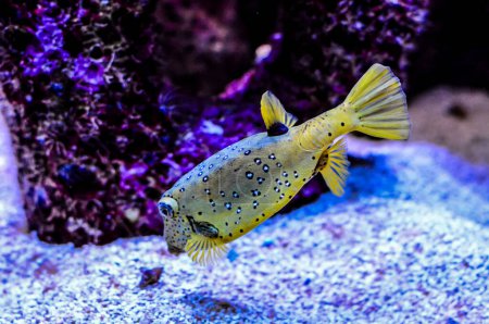 A yellow fish with black spots swimming in a tank. The fish is surrounded by a purple background, real image