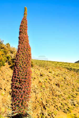 A tall, red plant with green leaves stands in a rocky field. The plant is surrounded by a rocky hillside and the sky is clear and blue