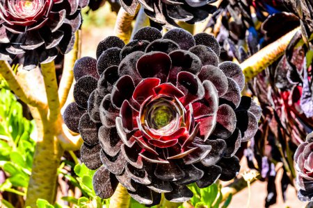 A black flower with a green center is surrounded by other flowers