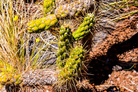 A cactus with green spines and yellow flowers. The cactus is surrounded by dry grass and rocks