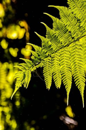A leafy green fern is shown in a close up. The leaf is very large and has a lot of detail. The image has a mood of serenity and calmness