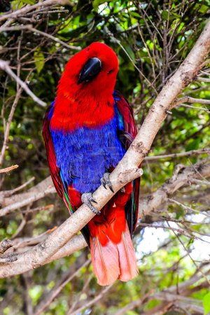 Ein roter und blauer Papagei hockt auf einem Ast. Der Vogel blickt in die Kamera