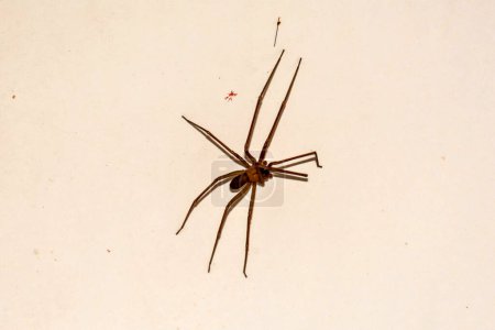 Une araignée repose sur une surface blanche. L'araignée est brune et a un long corps