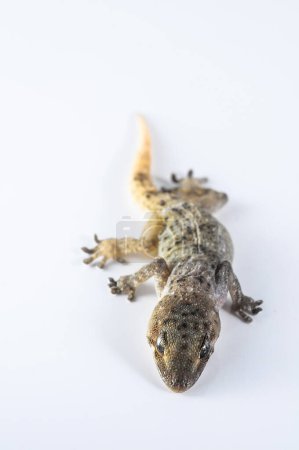 A lizard laying on a white background. The lizard is brown and tan with black spots