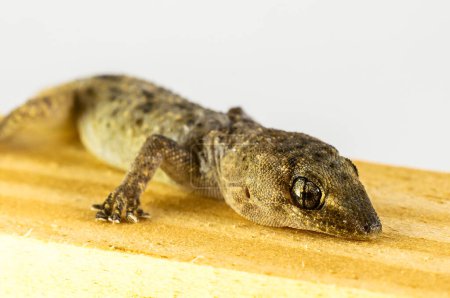 A lizard is laying on a wooden surface. The lizard is brown and has a black nose