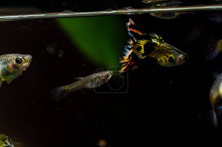 A group of fish swimming in a tank. One of the fish is a neon tetra
