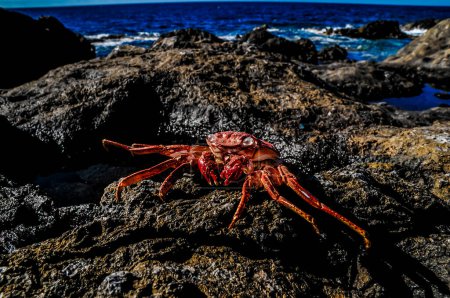 Un crabe repose sur un rocher au bord de l'océan. Le crabe est rouge et a une tache blanche sur le dos. La roche est grande et a une texture rugueuse. L'océan est calme et le ciel est clair