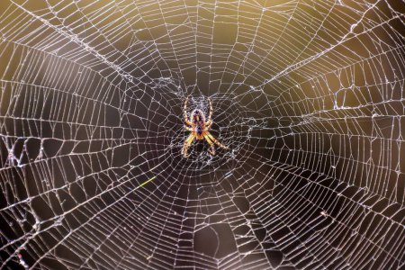 A spider is sitting in the center of a spider web. The spider is brown and has a black head. The web is very intricate and has many different patterns