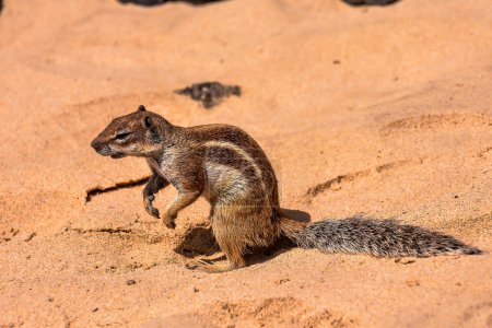 A small squirrel is standing on the sand