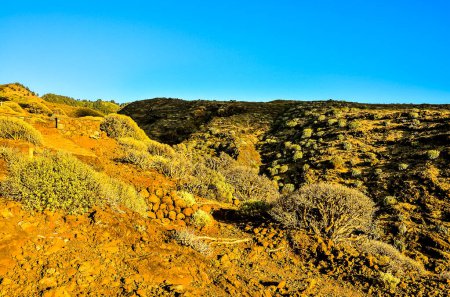A rocky hillside with a few trees and bushes. The sky is blue and the sun is shining