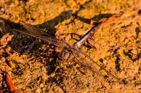 A dragonfly is laying on the ground. The dragonfly is brown and black. The ground is brown and has some dirt
