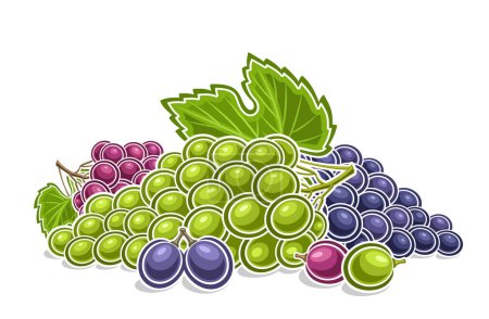 Téléchargez les illustrations : Logo vectoriel pour les raisins, affiche horizontale décorative avec illustration de contour de la composition assortie de grappes de raisins mûrs, dessin animé imprimé fruité avec grappes de raisins colorés sur fond blanc - en licence libre de droit