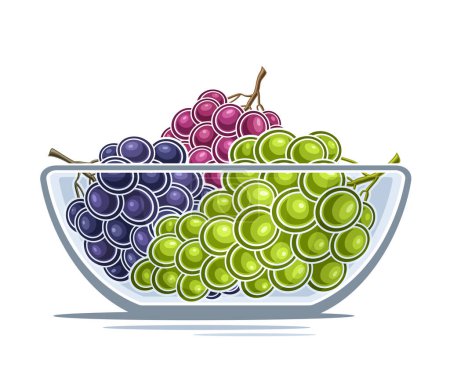 Téléchargez les illustrations : Logo vectoriel pour le raisin, affiche horizontale décorative avec illustration de contour de différentes grappes de raisin mûres composition, dessin animé imprimé fruité avec grappes de raisin colorées dans un plat transparent - en licence libre de droit